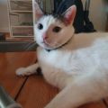 Prof. Pipi