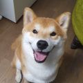 Mochi Sensei